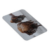 Yellowstone Bison Magnet (Rechte Seite)