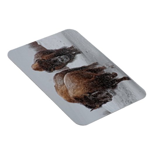 Yellowstone Bison Magnet (Rechte Seite)