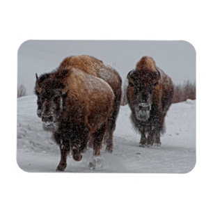 Yellowstone Bison Magnet
