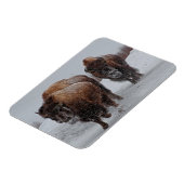 Yellowstone Bison Magnet (Linke Seite)