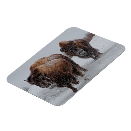 Yellowstone Bison Magnet (Linke Seite)