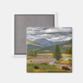 Yellowstone Bison Magnet (Vorderseite/Rückseite)