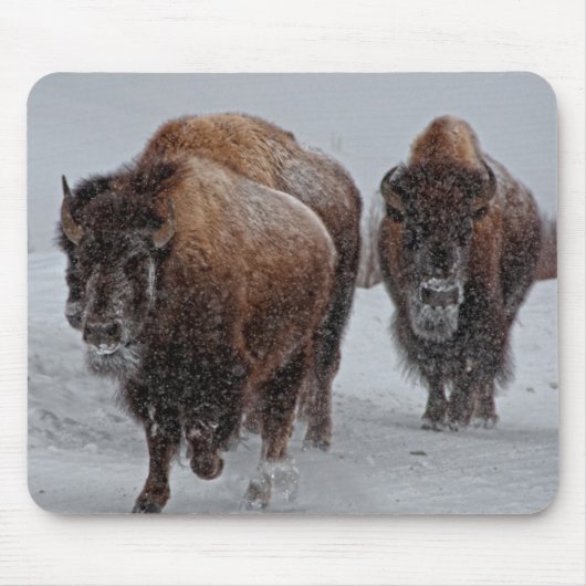 Yellowstone-Bison Mousepad (Vorne)