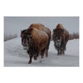 Yellowstone Bison Poster (Vorderseite)