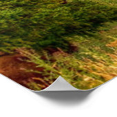 Yellowstone Bison Poster (Ecke)