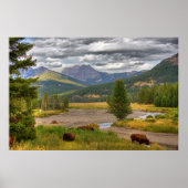 Yellowstone Bison Poster (Vorne)