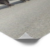 Yellowstone Bison Poster (Ecke)