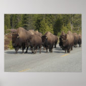 Yellowstone Bison Poster (Vorne)