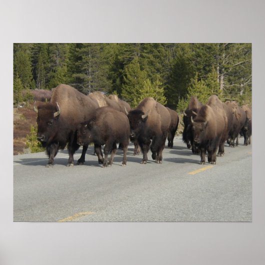 Yellowstone Bison Poster (Vorne)