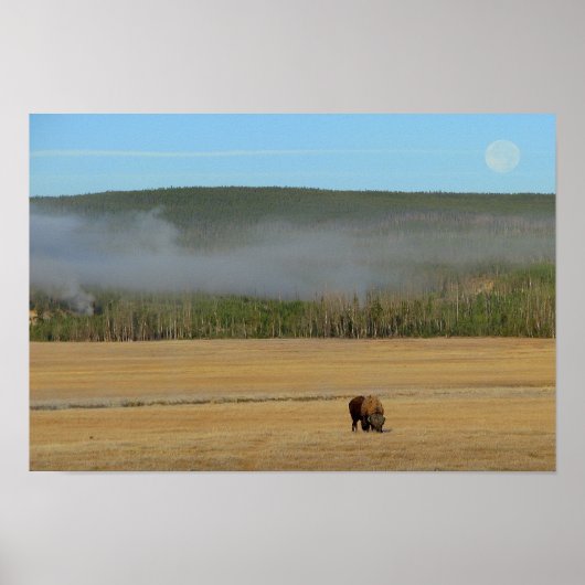 Yellowstone Bison Poster (Vorne)