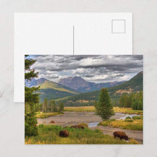 Yellowstone Bison Postkarte (Vorne/Hinten)