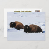 Yellowstone Bison Postkarte (Vorne/Hinten)