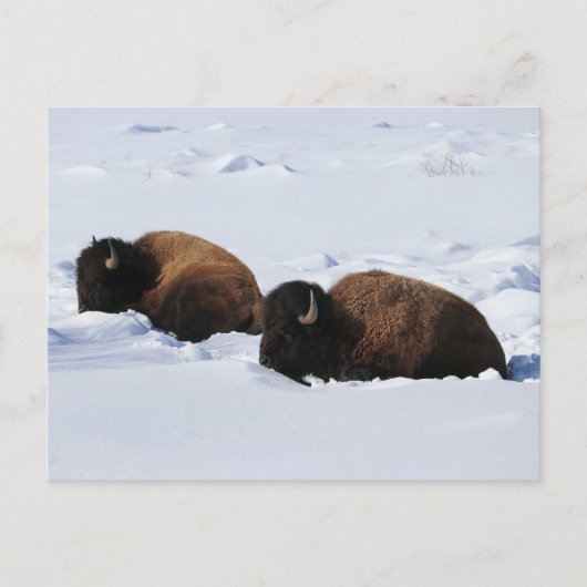 Yellowstone Bison Postkarte (Vorderseite)