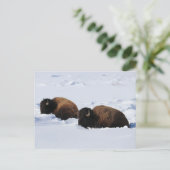 Yellowstone Bison Postkarte (Stehend Vorderseite)