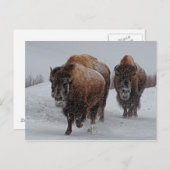 Yellowstone Bison Postkarte (Vorne/Hinten)