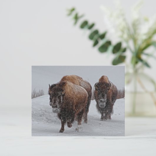 Yellowstone Bison Postkarte (Stehend Vorderseite)