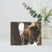 Yellowstone Bison Postkarte (Stehend Vorderseite)