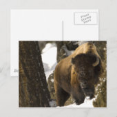 Yellowstone Bison Postkarte (Vorne/Hinten)
