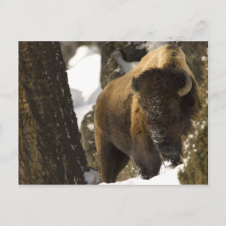 Yellowstone Bison Postkarte