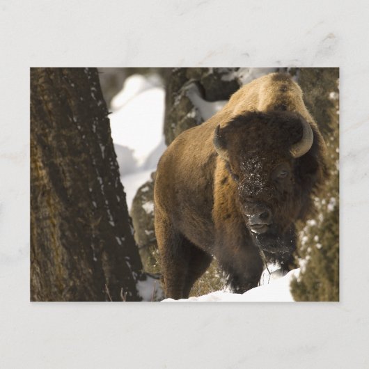 Yellowstone Bison Postkarte (Vorderseite)