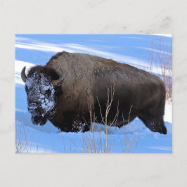 Yellowstone Bison Postkarte