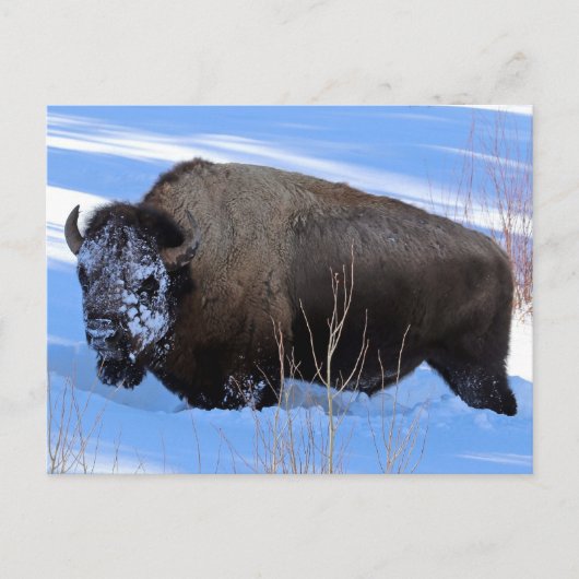 Yellowstone Bison Postkarte (Vorderseite)