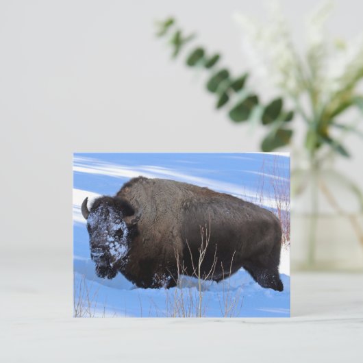 Yellowstone Bison Postkarte (Stehend Vorderseite)