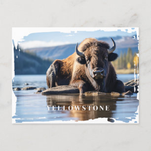 Yellowstone-Bison-Postkarte Postkarte