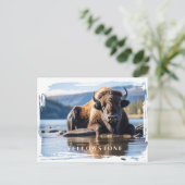 Yellowstone-Bison-Postkarte Postkarte (Stehend Vorderseite)
