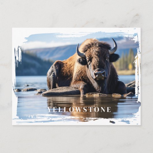 Yellowstone-Bison-Postkarte Postkarte (Vorderseite)