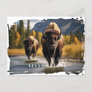 Yellowstone-Bison-Postkarte Postkarte