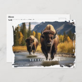 Yellowstone-Bison-Postkarte Postkarte (Vorne/Hinten)