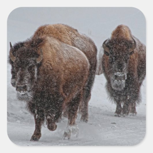 Yellowstone Bison Quadratischer Aufkleber (Vorderseite)