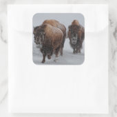 Yellowstone Bison Quadratischer Aufkleber (Tasche)