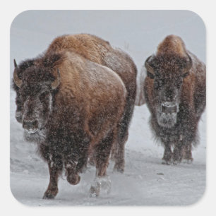 Yellowstone Bison Quadratischer Aufkleber