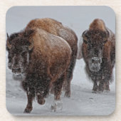 Yellowstone-Bison Untersetzer (Vorderseite)