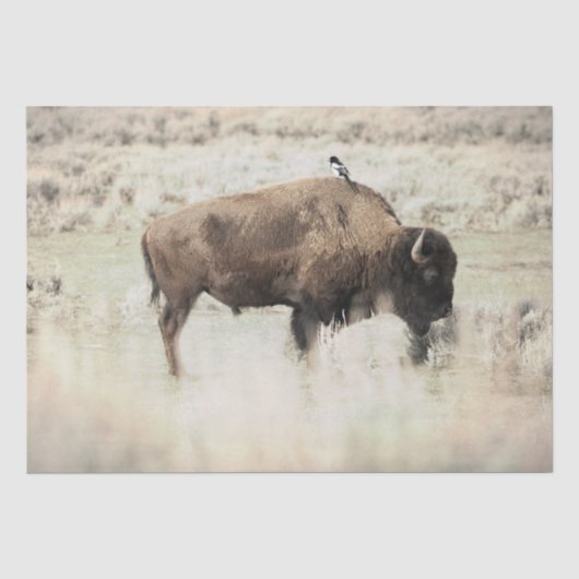 Yellowstone-Bisons mit Vogel Seidenpapier (Vorderseite)
