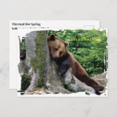 Yellowstone Braunbär Postkarte (Vorne/Hinten)