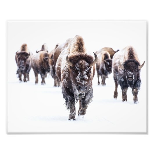 Yellowstone Buffalo Foto Print (Vorne)