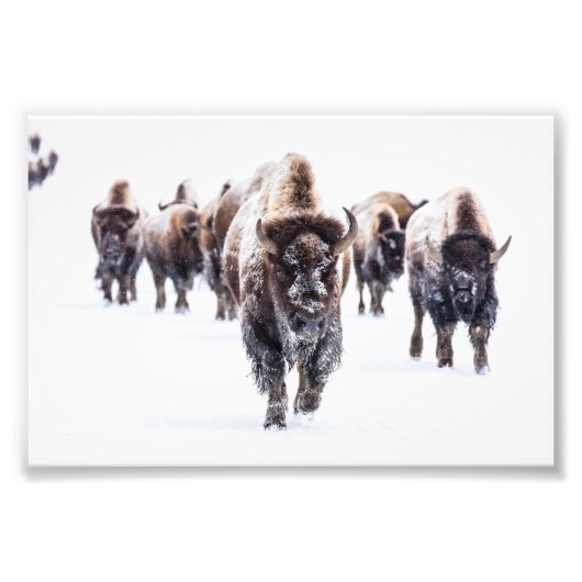 Yellowstone Buffalo Foto Print (Vorne)