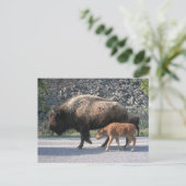 Yellowstone Buffalo Postkarte (Stehend Vorderseite)