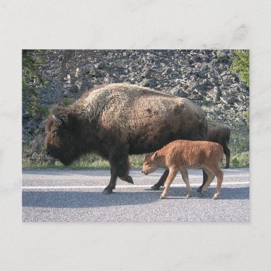Yellowstone Buffalo Postkarte (Vorderseite)