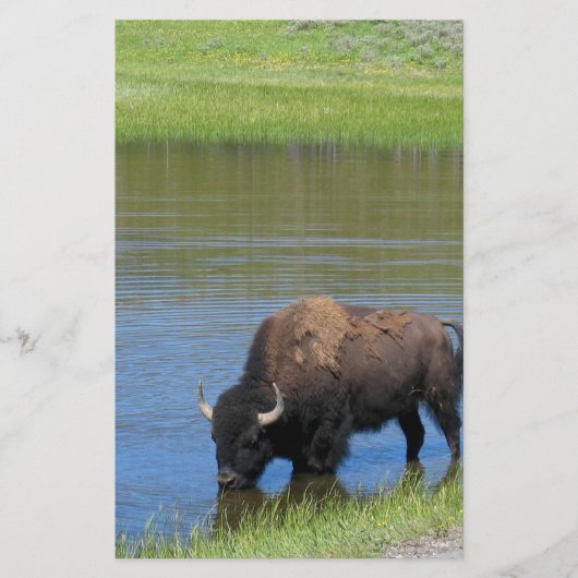 Yellowstone Buffalo Souvenir Briefpapier (Vorderseite)