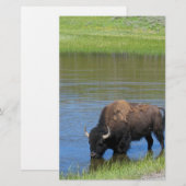 Yellowstone Buffalo Souvenir Briefpapier (Vorne/Hinten)