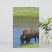 Yellowstone Buffalo Souvenir Briefpapier (Stehend Vorderseite)