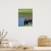 Yellowstone Buffalo Souvenir Poster (Küche)