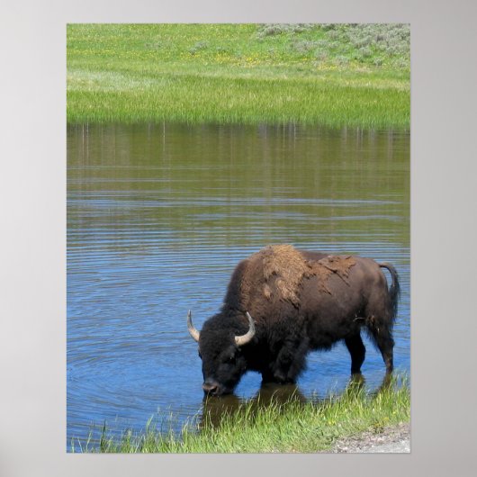 Yellowstone Buffalo Souvenir Poster (Vorne)