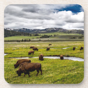 Yellowstone Buffalo Untersetzer Set