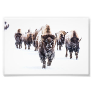 Yellowstone-Büffel-Fotoabzug Fotodruck
