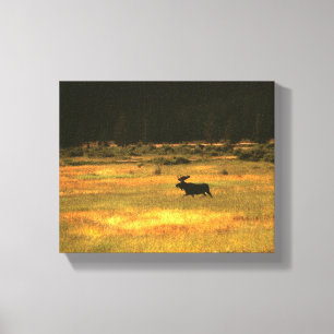 Yellowstone Bull Moose Wall Art Leinwanddruck